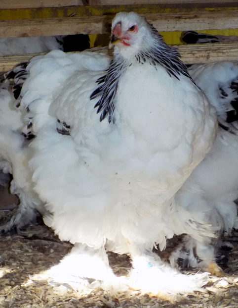  - VIITOR SPERANTE PTR 2019