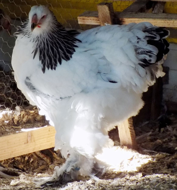  - VIITOR SPERANTE PTR 2019