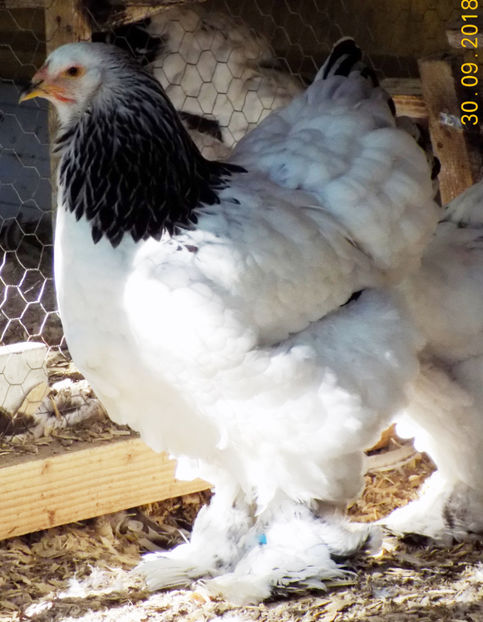  - VIITOR SPERANTE PTR 2019