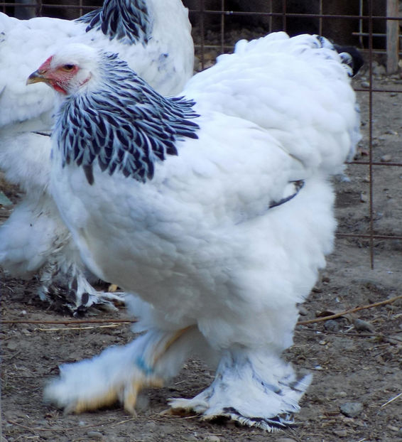  - VIITOR SPERANTE PTR 2019