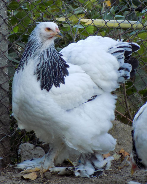  - VIITOR SPERANTE PTR 2019