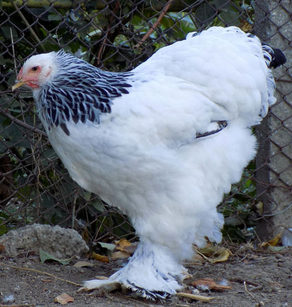  - VIITOR SPERANTE PTR 2019