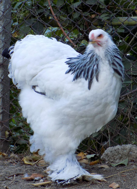  - VIITOR SPERANTE PTR 2019