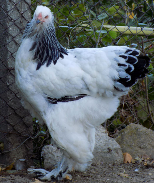  - VIITOR SPERANTE PTR 2019