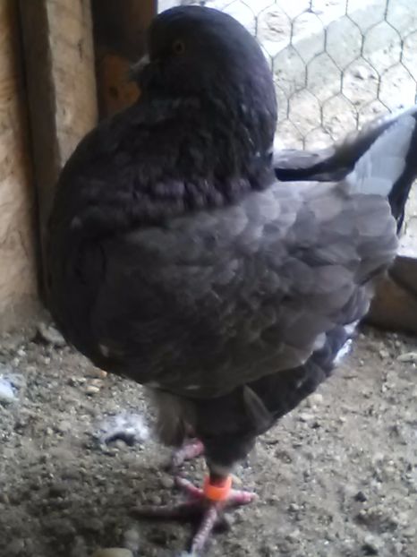 1.0,2018 - King matcă 2019