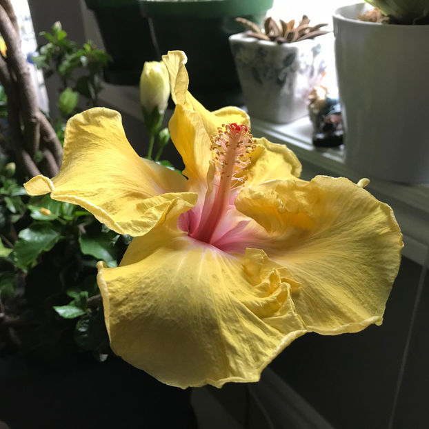  - 2018 Plante de interior