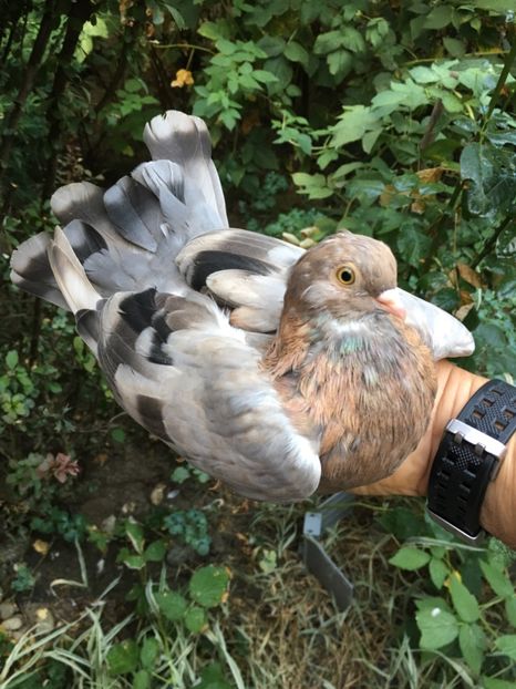 BB7F28ED-E4F5-4F8D-8507-E4A6624CDA6B - Zburator Dungat Romanesc 2018