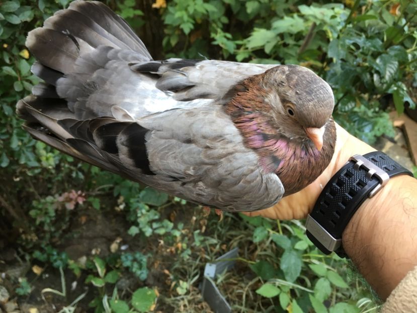 9BE73785-8A08-407E-80DB-C8FFBFCDAEB8 - Tineret Panduri 2018