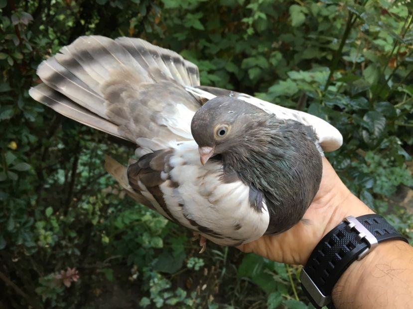 866F6FD0-08C2-40CA-A263-1E40D43650BA - Zburator Dungat Romanesc 2018