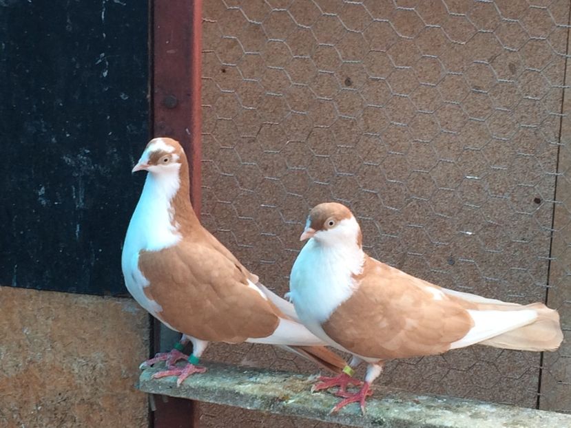  - 02 de prin volieră