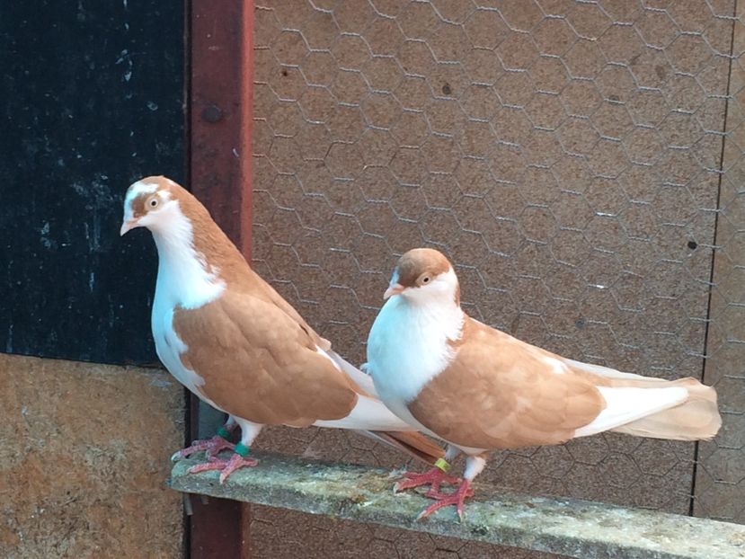  - 02 de prin volieră