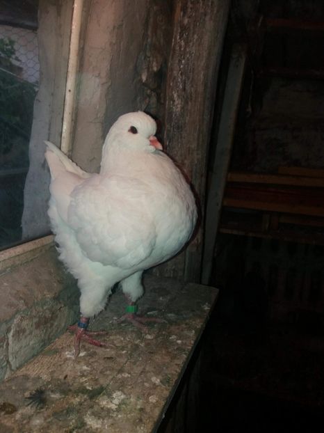 received_2155784108025603 - Kingi pui 2018