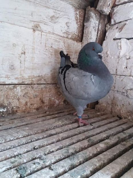 received_1664114547031913 - Kingi pui 2018