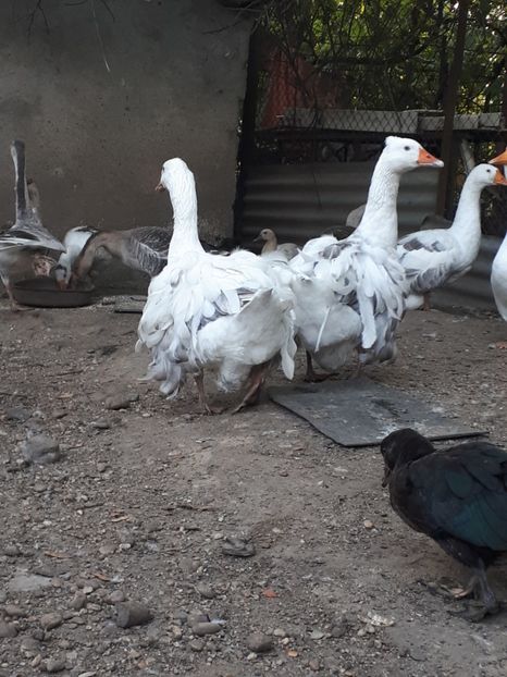  - A Gaste chinezesti si africane 2018-2019
