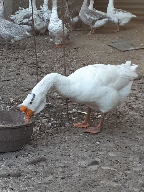  - A Gaste chinezesti si africane 2018-2019