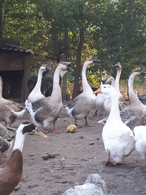  - A Gaste chinezesti si africane 2018-2019