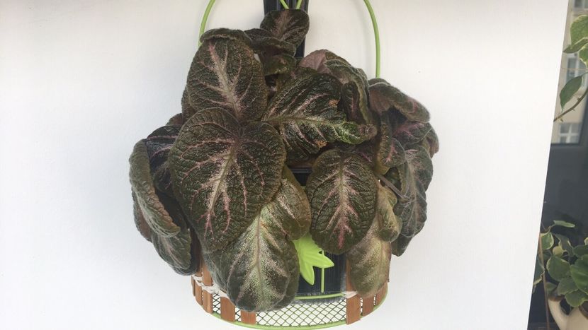 9D047622-D9A8-4A5D-9615-23913FC121AF - EPISCIA