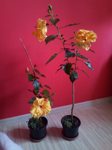  - Plantele mele