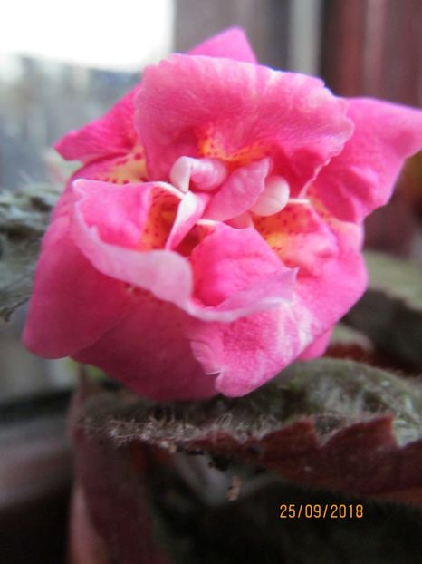 Star Tracker - ACHIMENES 2020 - VANZARI HIBRIZI