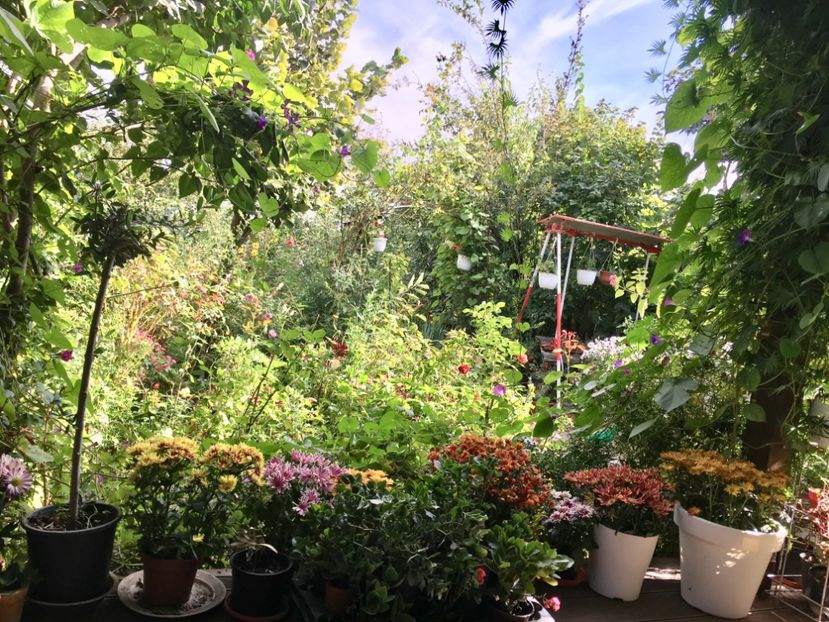 616D99E3-33EE-43F5-B040-926F3F4EFCC0 - Crizanteme 2018