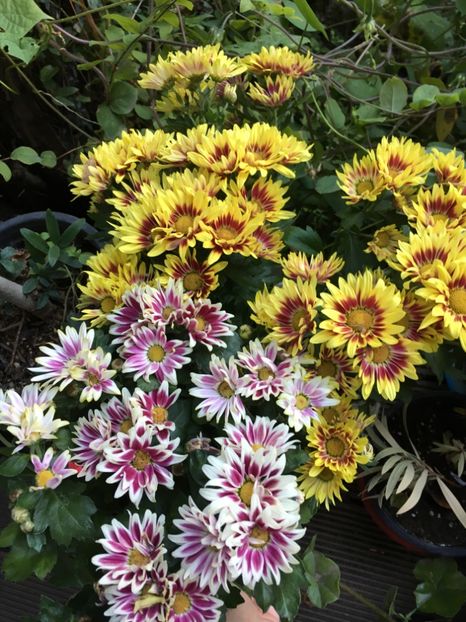 5BD626B2-461E-4E98-B856-EAB2843032D9 - Crizanteme 2018