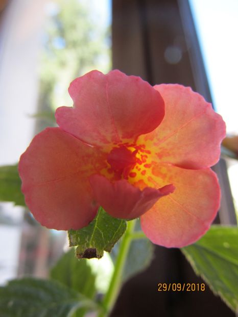 Orange Orhard - ACHIMENES 2020 - VANZARI HIBRIZI