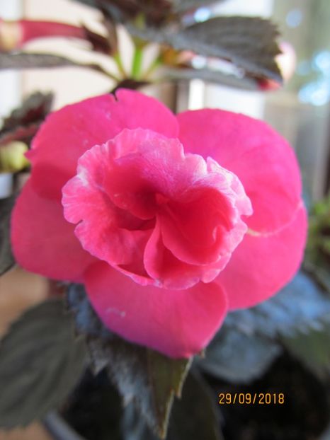 Dream Time - ACHIMENES 2020 - VANZARI HIBRIZI