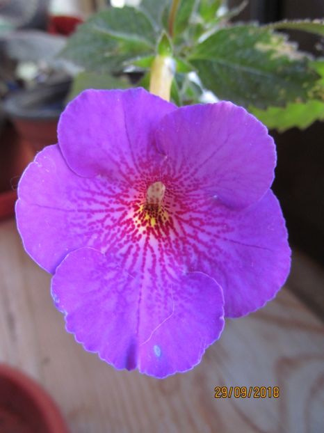 Orion - ACHIMENES 2020 - VANZARI HIBRIZI