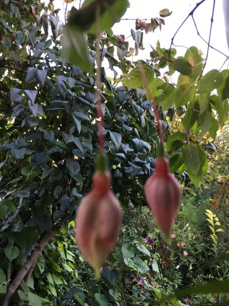 cascade - Fucsii 2018