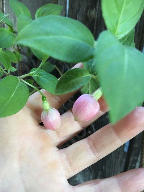 07B457D9-DE43-462D-A1C2-819D7DE08ACD - Fucsii 2018