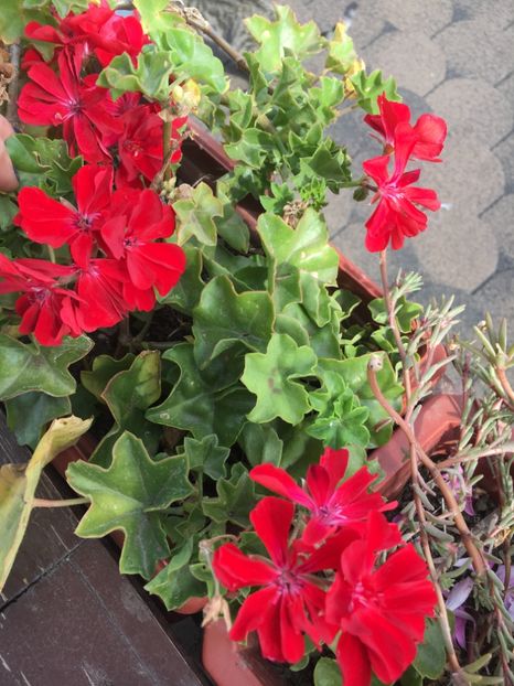 802F3DA9-FDDD-45BB-8316-DAED5AE46C24 - Muscate 2018