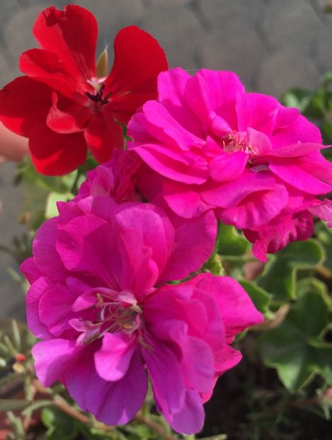 A3CDB5BE-E856-48C8-907B-4C29A78C7887 - Muscate 2018