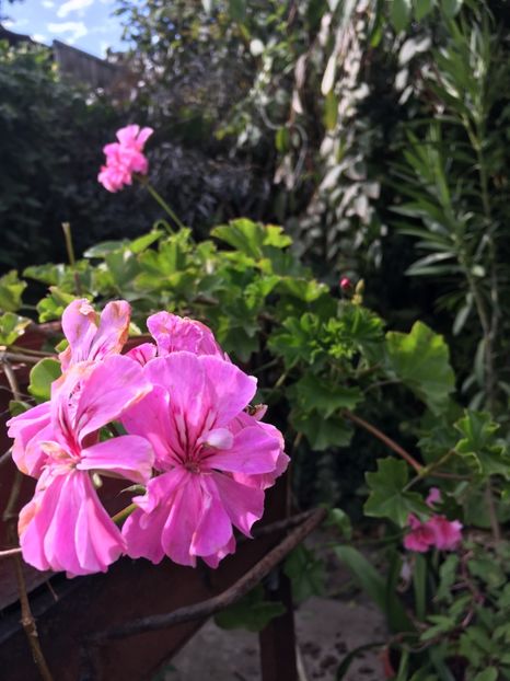 339B3212-00E4-4A39-93BD-91F12E758304 - Muscate 2018