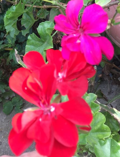 38561577-5CBE-4496-81A6-CE04F4698F14 - Muscate 2018