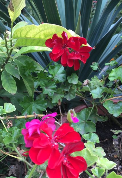 1A45AFCA-1C15-4984-97B2-CB7ABD91B68E - Muscate 2018