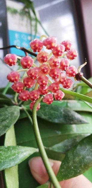 received_464693987385184 - în curand