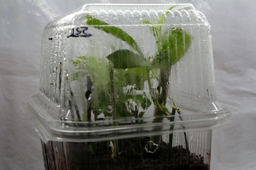 01.10.18 - 08 Flora- inradacinare passiflora