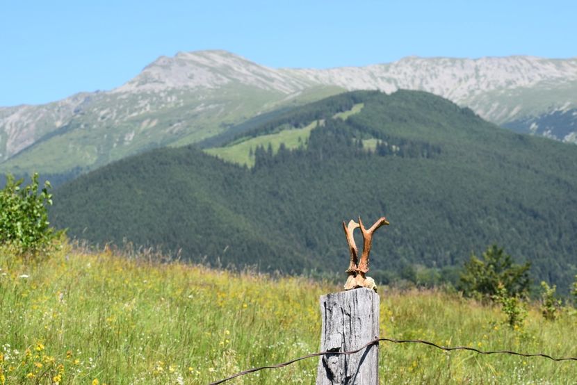 Trofeu de caprior - Iulie 2018