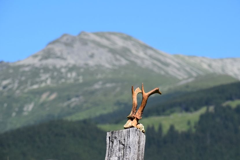 Trofeu de caprior - Iulie 2018
