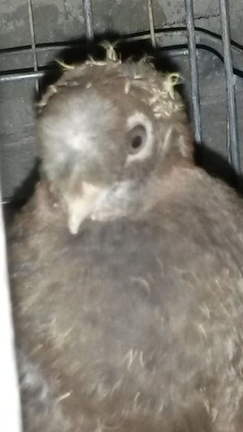  - Jucatori de Botosani