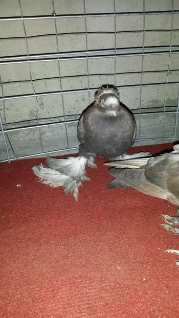  - Jucatori de Botosani