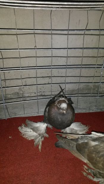  - Jucatori de Botosani