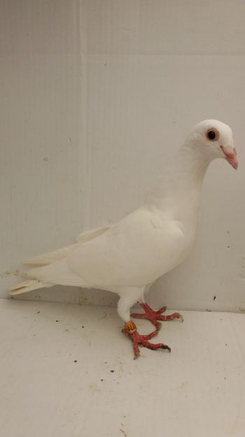 F 2016 vanduta - De! voiajori vanduti