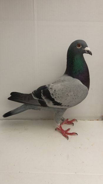 M 2017 vandut - De! voiajori vanduti