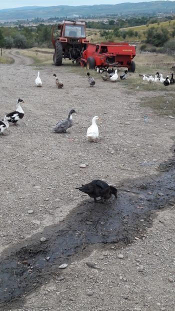  - Pasari octombrie 2018