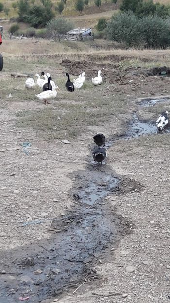  - Pasari octombrie 2018