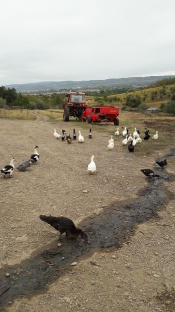  - Pasari octombrie 2018