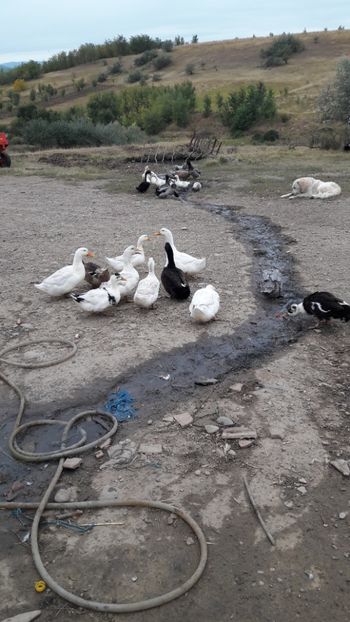  - Pasari octombrie 2018