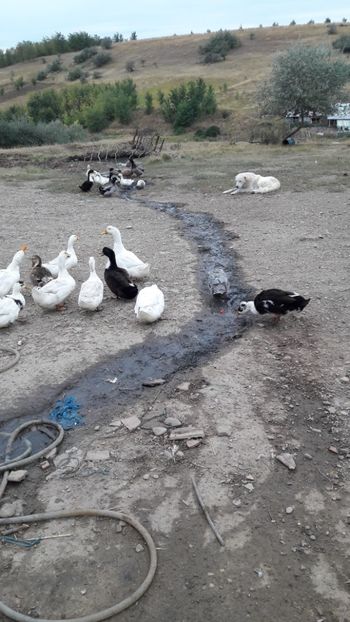  - Pasari octombrie 2018