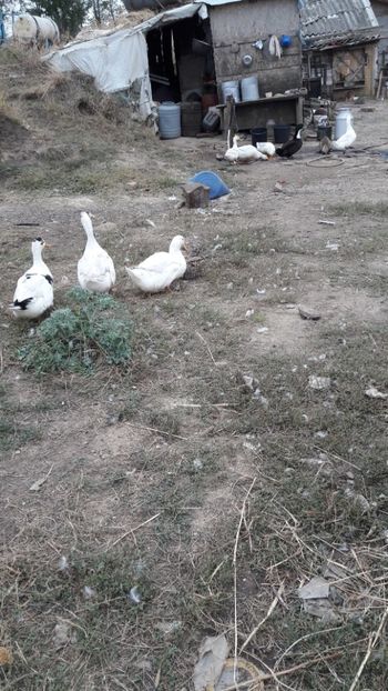  - Pasari octombrie 2018